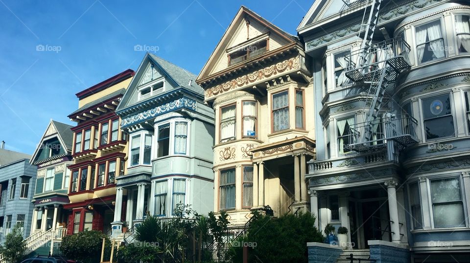 Painted Ladies