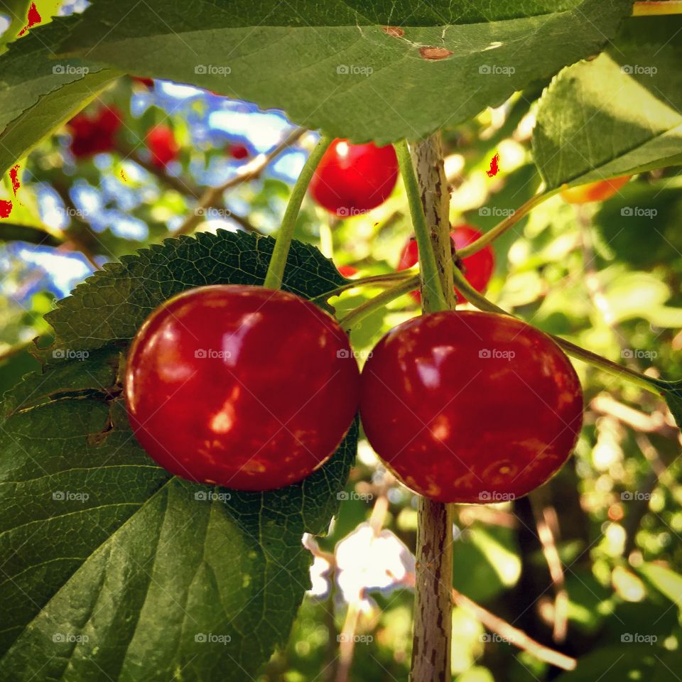 Cherries on the tree 