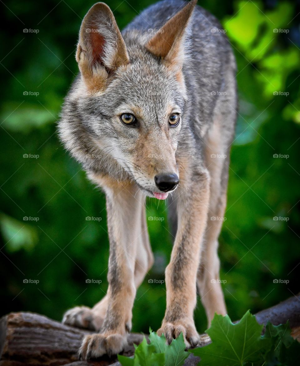 Coyote 