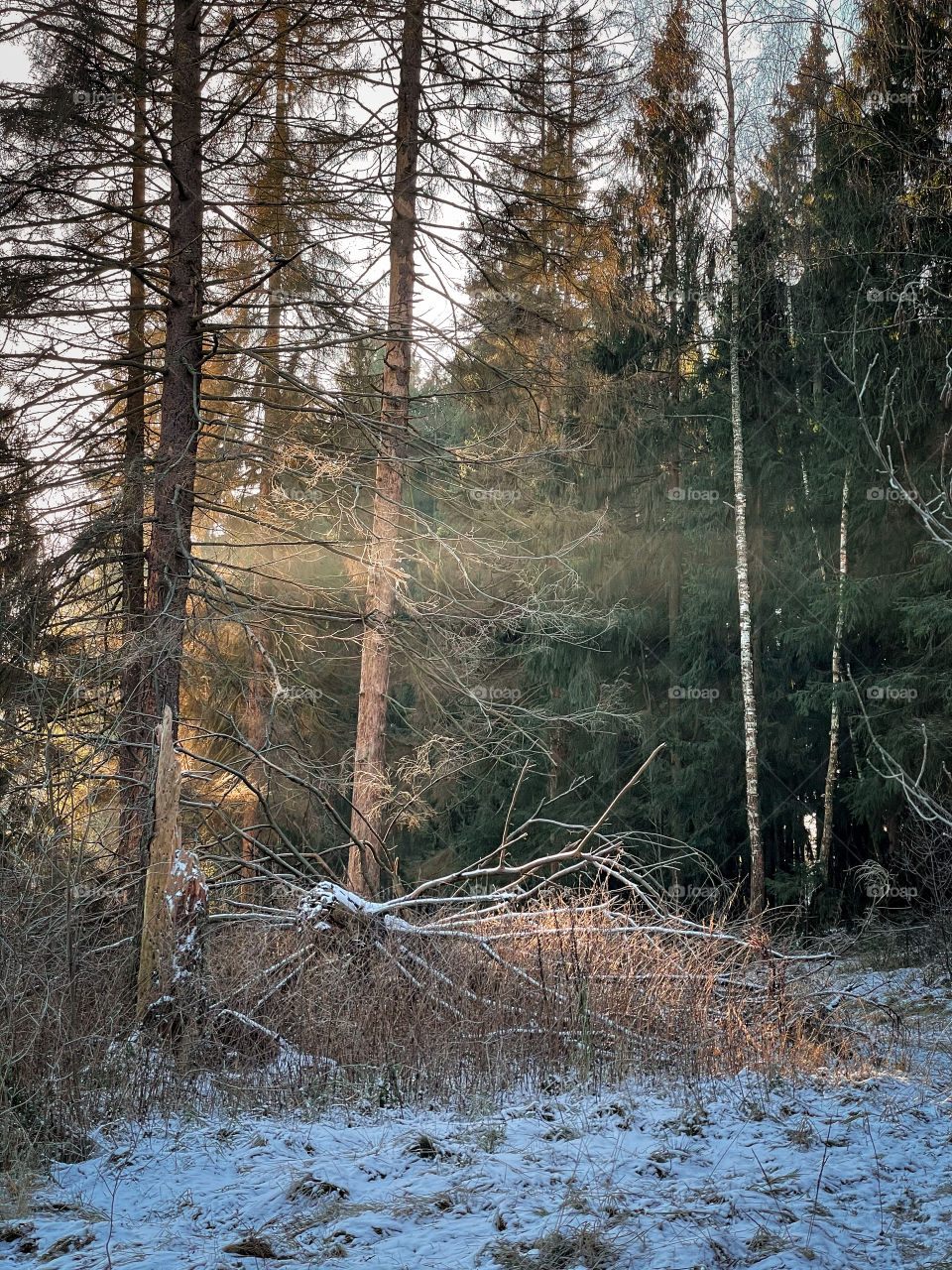 Winter landscape in sunny forest in December 