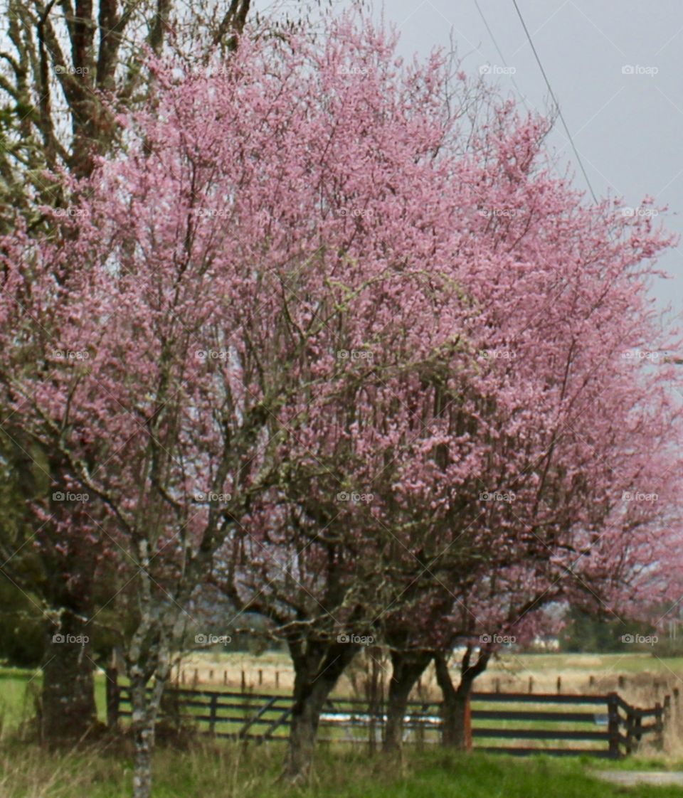 Pink trees
