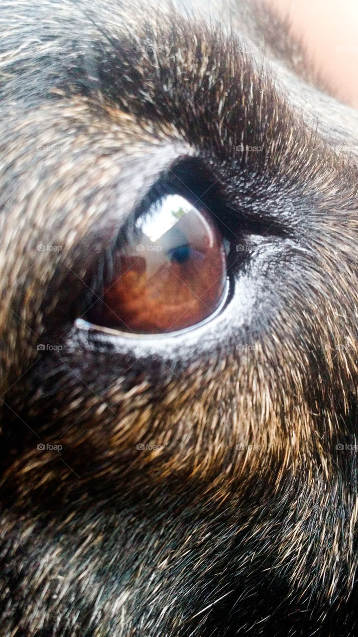Eyes of a dog! Beautiful!