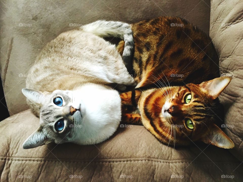 Two Cats lovers on a couch bengals