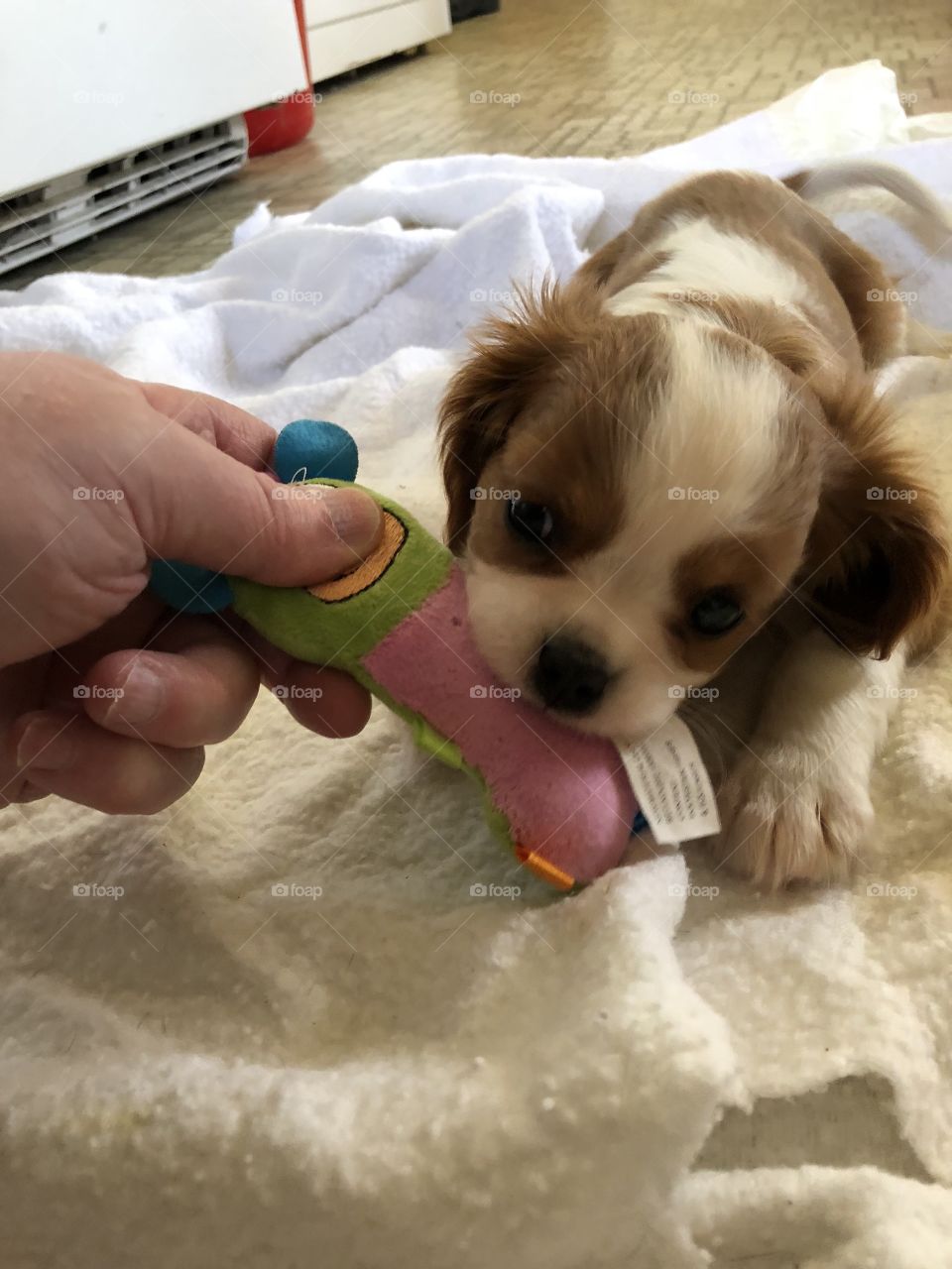 Puppy having fun playing with her toy