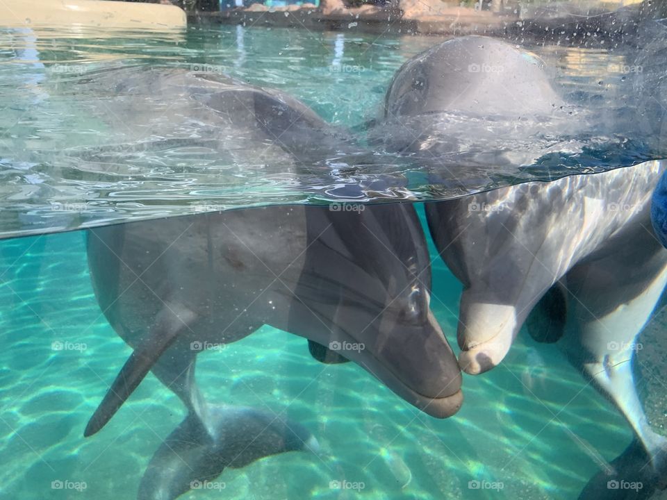I am an Orlando Vlogger who also vlogs Seaworld Orlando and Walt Disney World every day. #day23 for Seaworld and #day174 for Disney. Fall in love with the baby dolphins.🧡