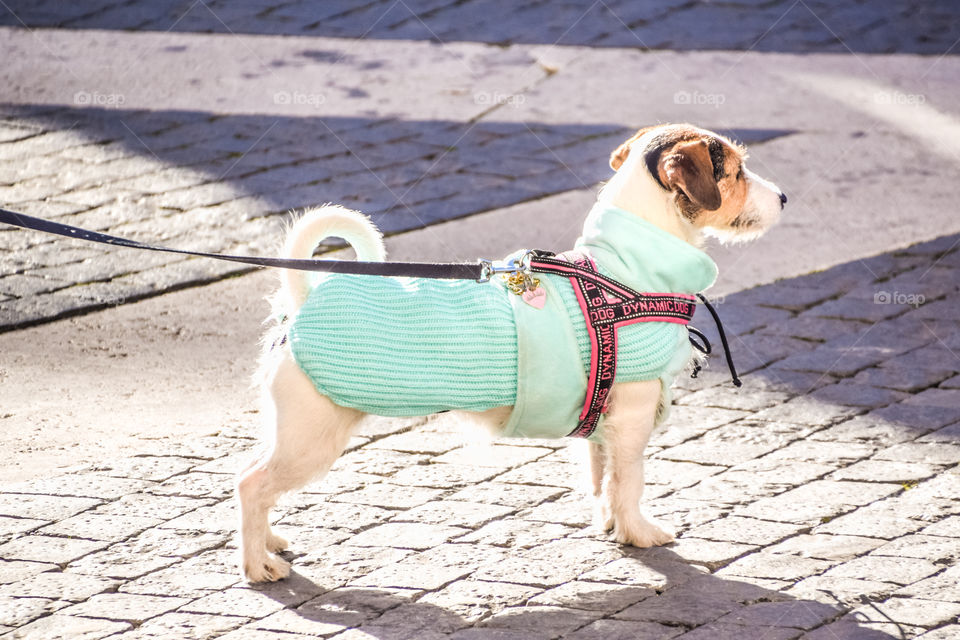 Parson Russell Terrier Breed Small Cute Dog On The Street
