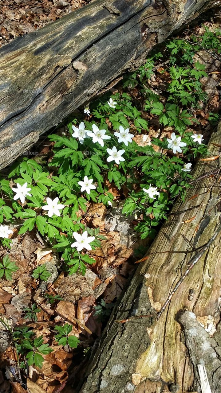 Wood Anemones