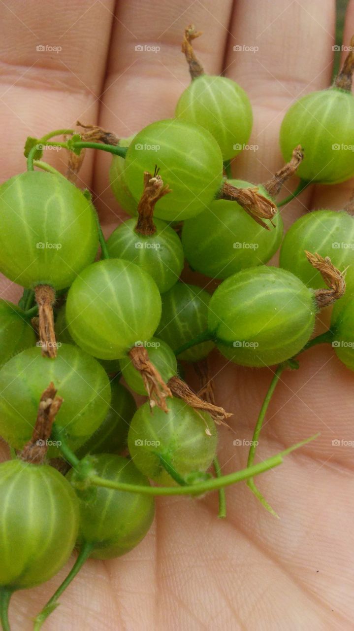 spring. gooseberries. yum