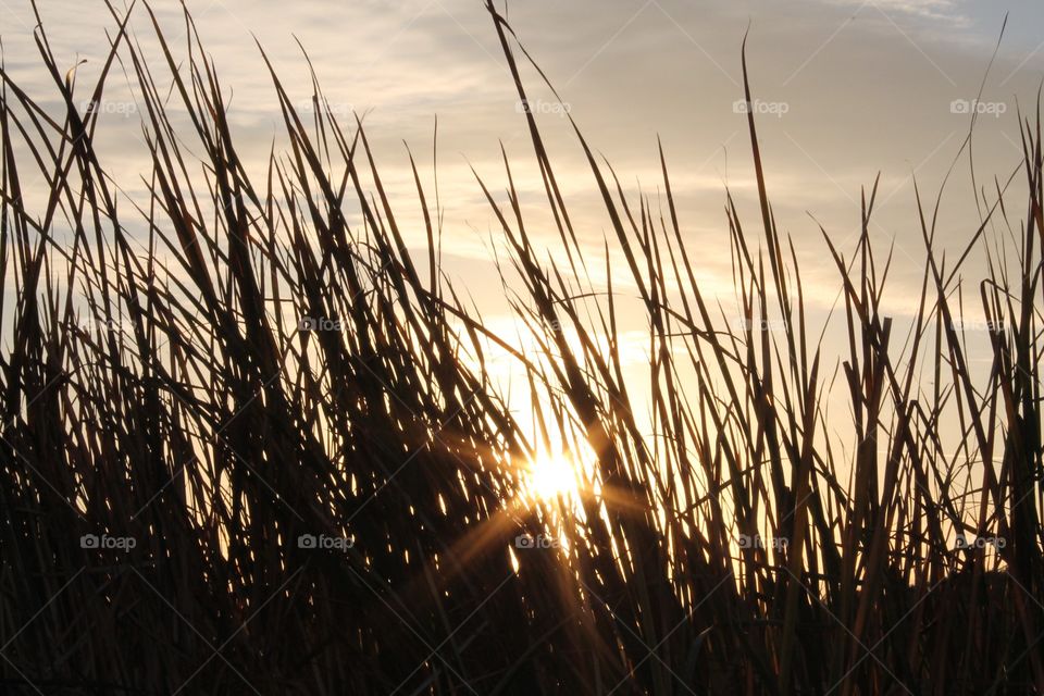 Silhouette landscape photo of sun rays shining through tall grass during sunset on a summer day