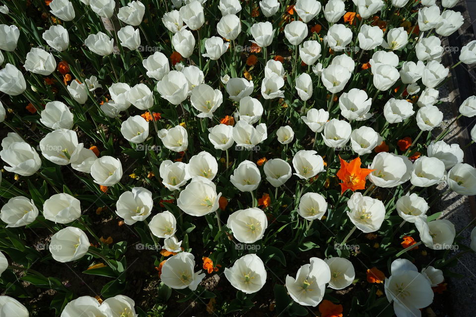 Orange tulip is in whites
