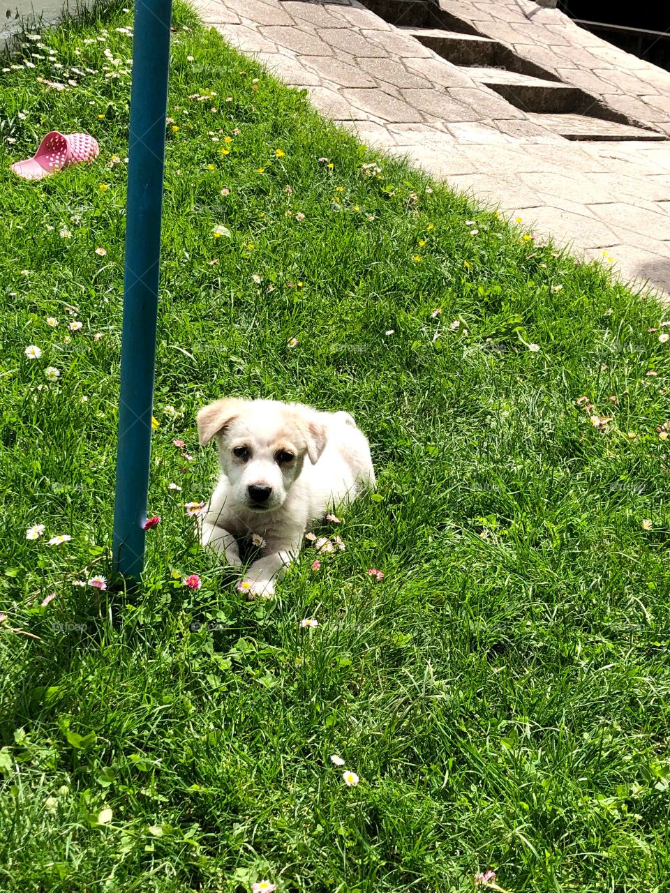 Baby dog laying in the grass