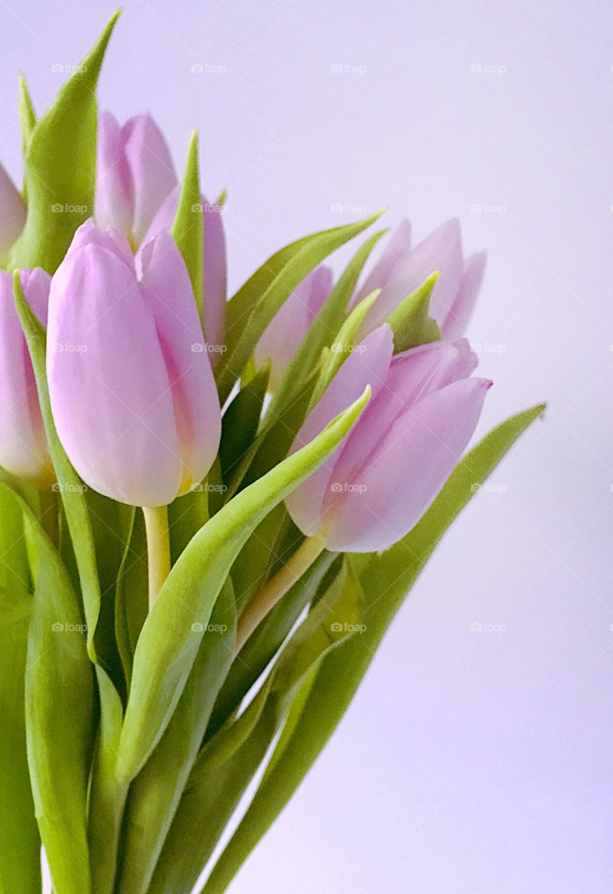 Pink Tulips  with white background 