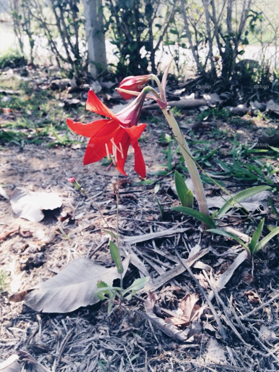 Flower 🥀