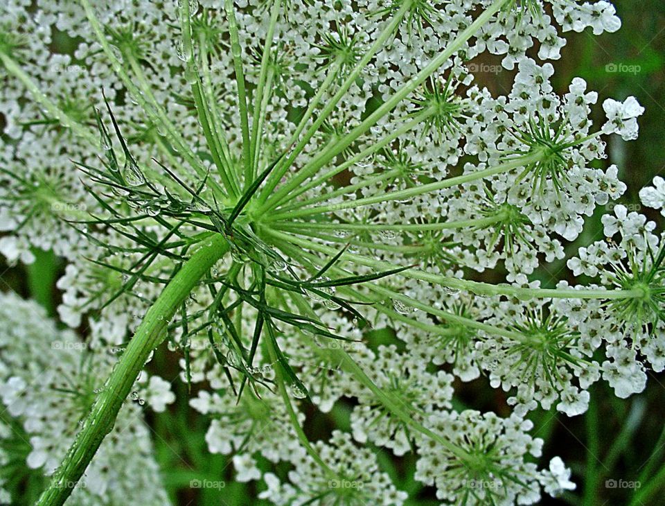 Green & White