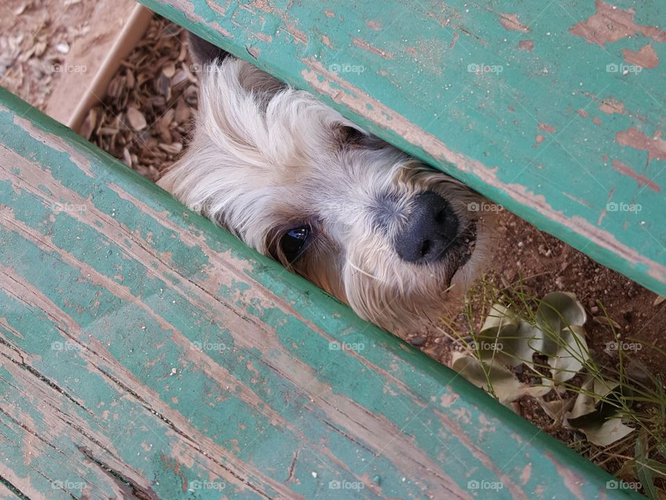 Dog under wooden bleachers