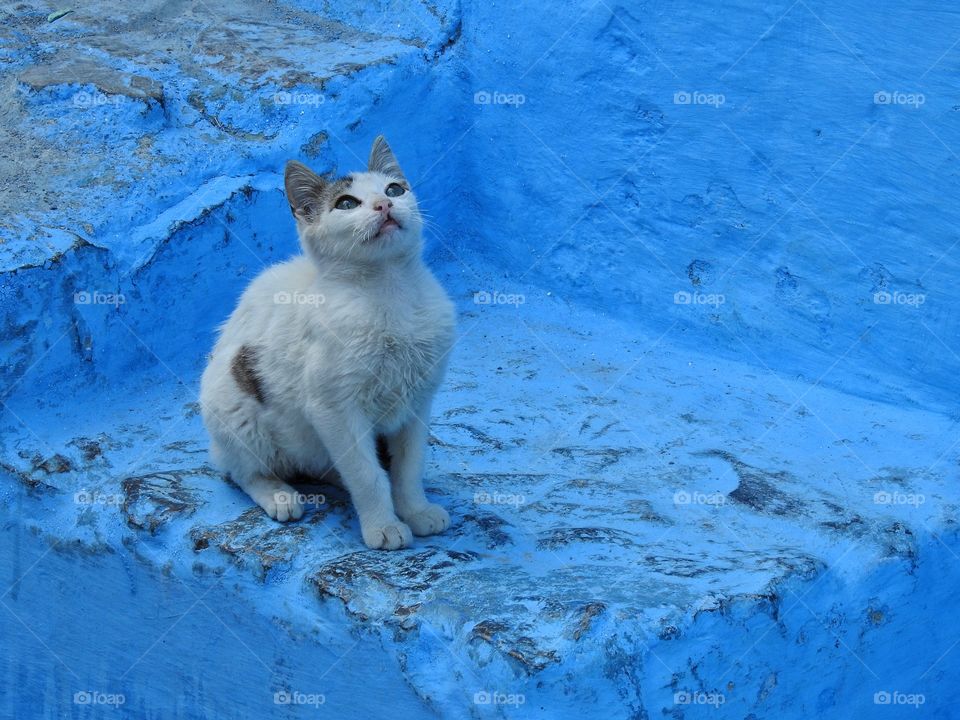 Kitten on blue stairs