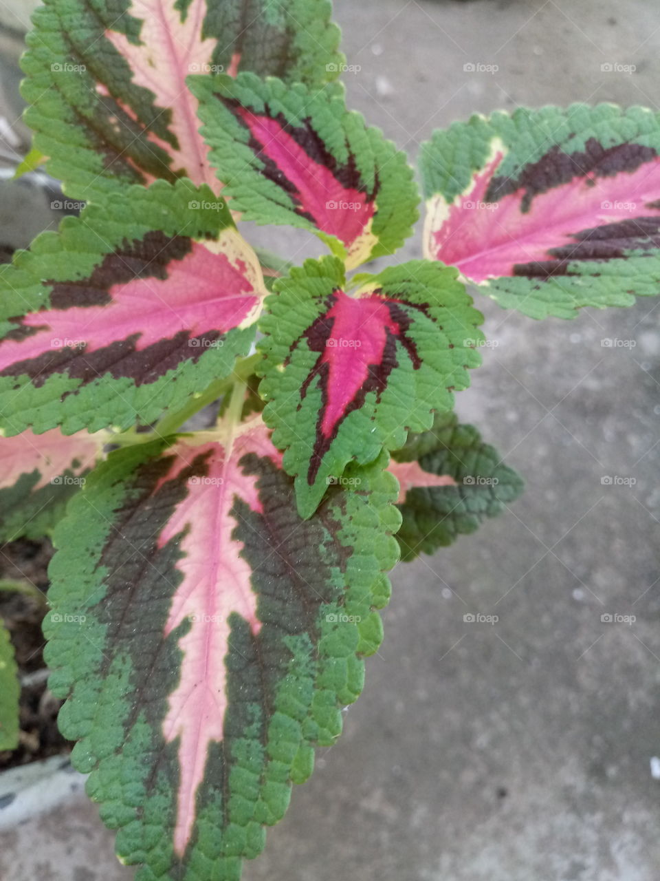 #jardim #plantaexotica