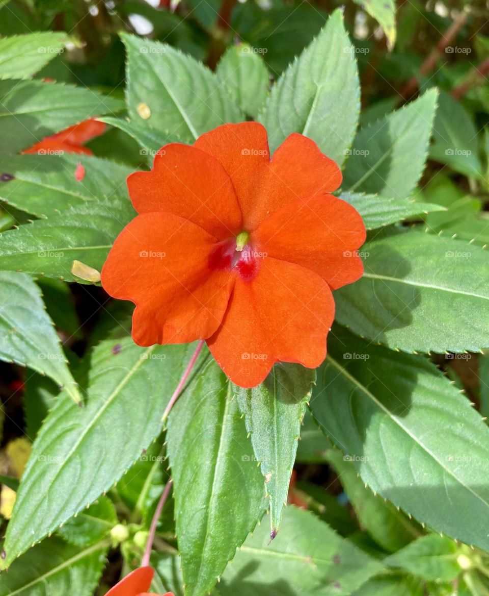 🌹 🇺🇸 Very beautiful flowers to brighten our day.  Live nature and its beauty. Did you like the delicate petals? / 🇧🇷 Flores muito bonitas para alegrar nosso dia. Viva a natureza e sua beleza. Gostaram das pétalas delicadas? 