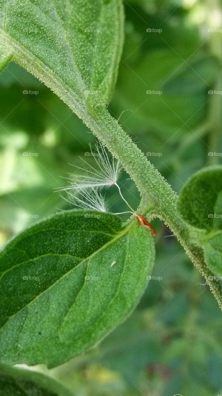 The Resting Spot. 2 parachutes 1 dandelion seed resting on a tomato plant