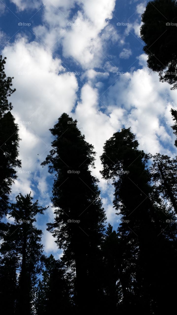 tree tops and clouds