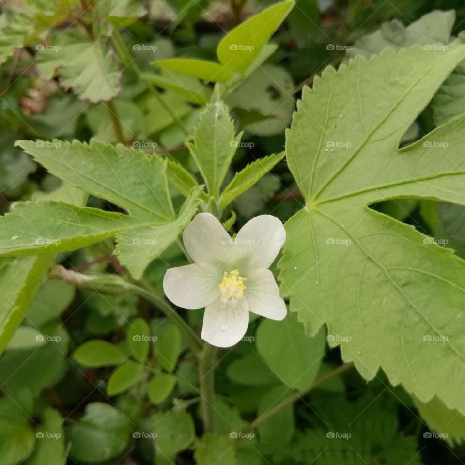 White flower