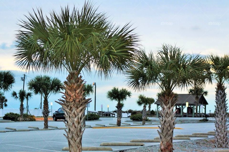 Palm tree parking