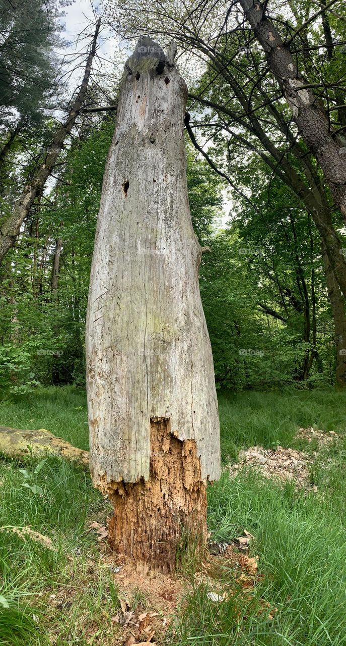 dead tree trunk still standing with clear signs of connection with insects