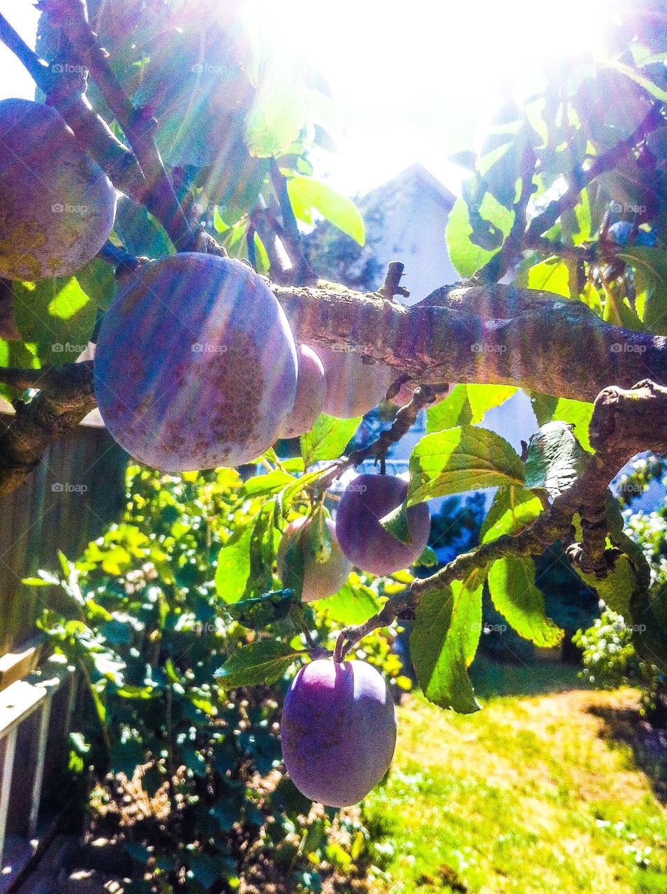 plums in grandma's garden