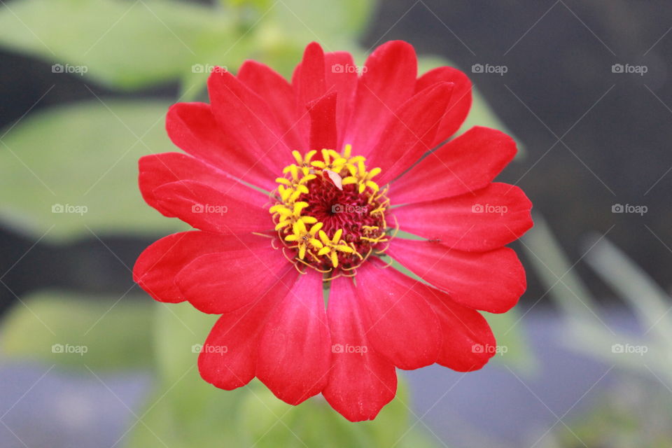 beatific red flower