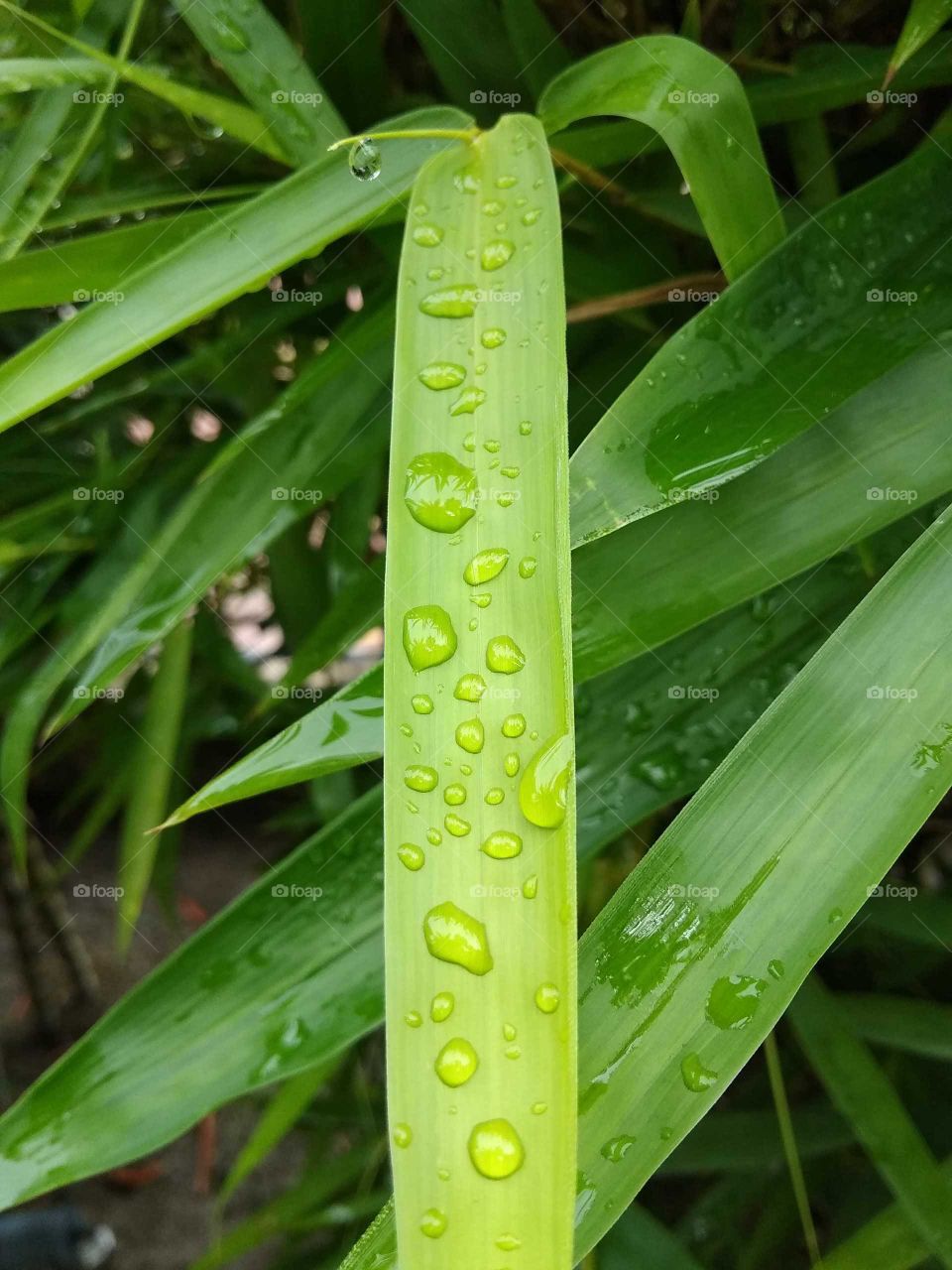 rainy drop in plant