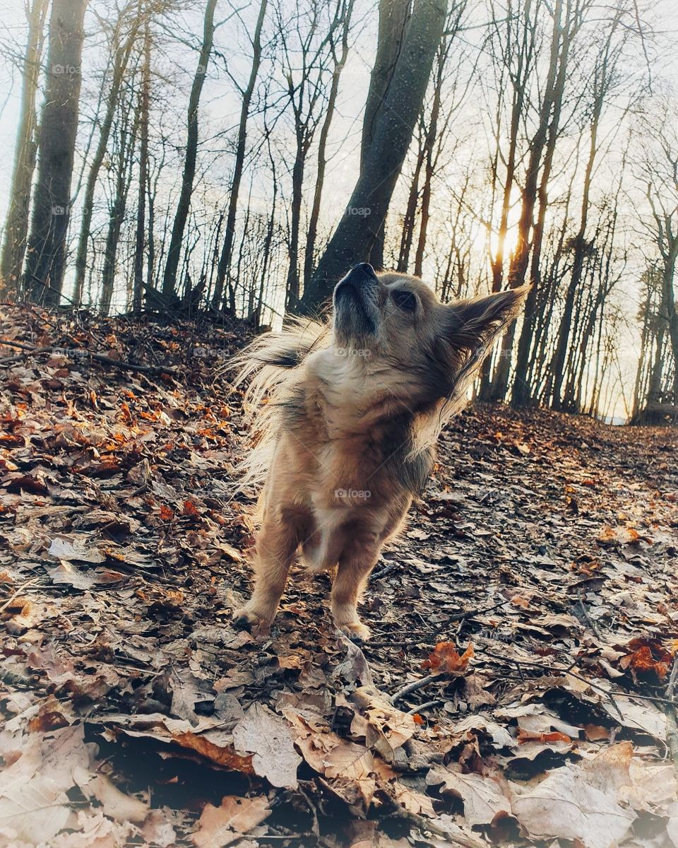 My beautiful chihuahua Benni