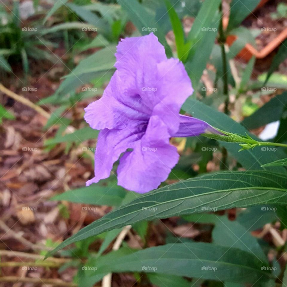 purple ruellia