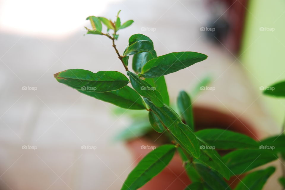 house plants in pots