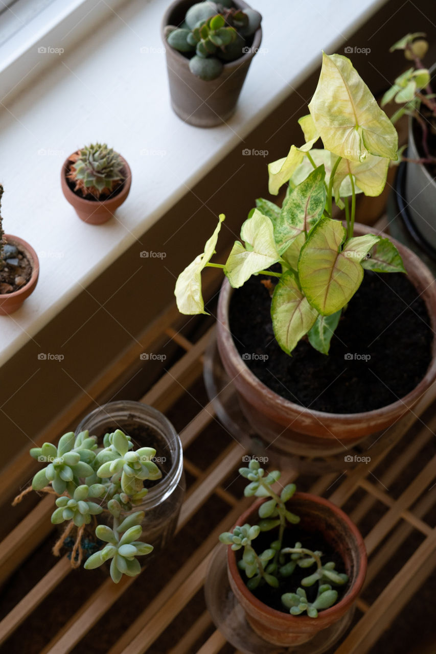 plants at the windowsill