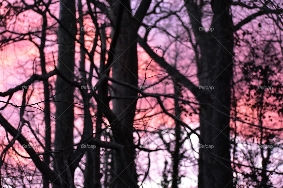 Cotton candy sunset behind the trees