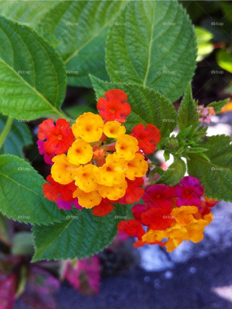 Red and yellow flowers