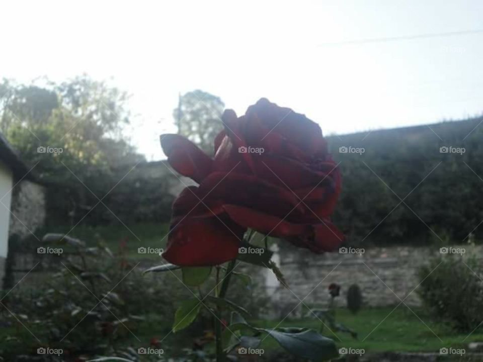 rose in haze