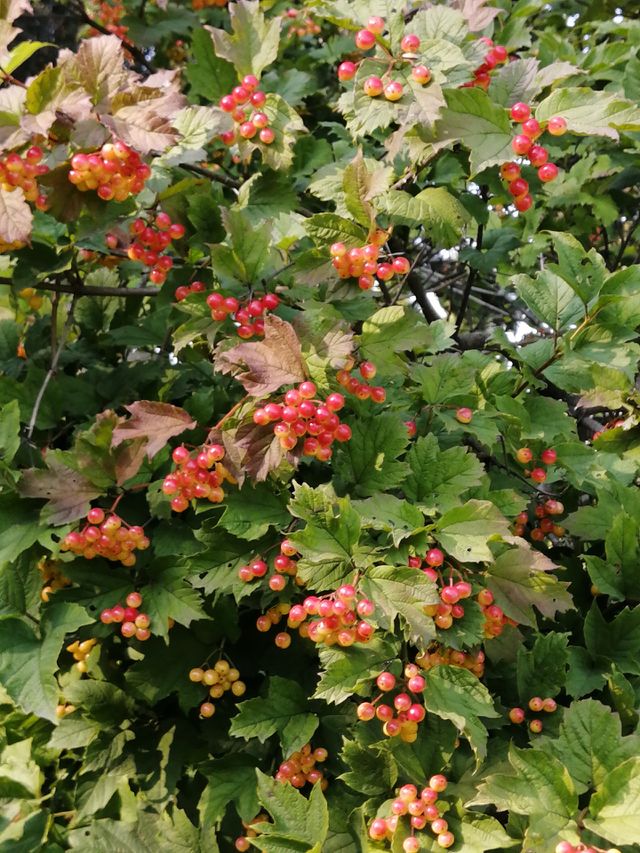 Nature paints