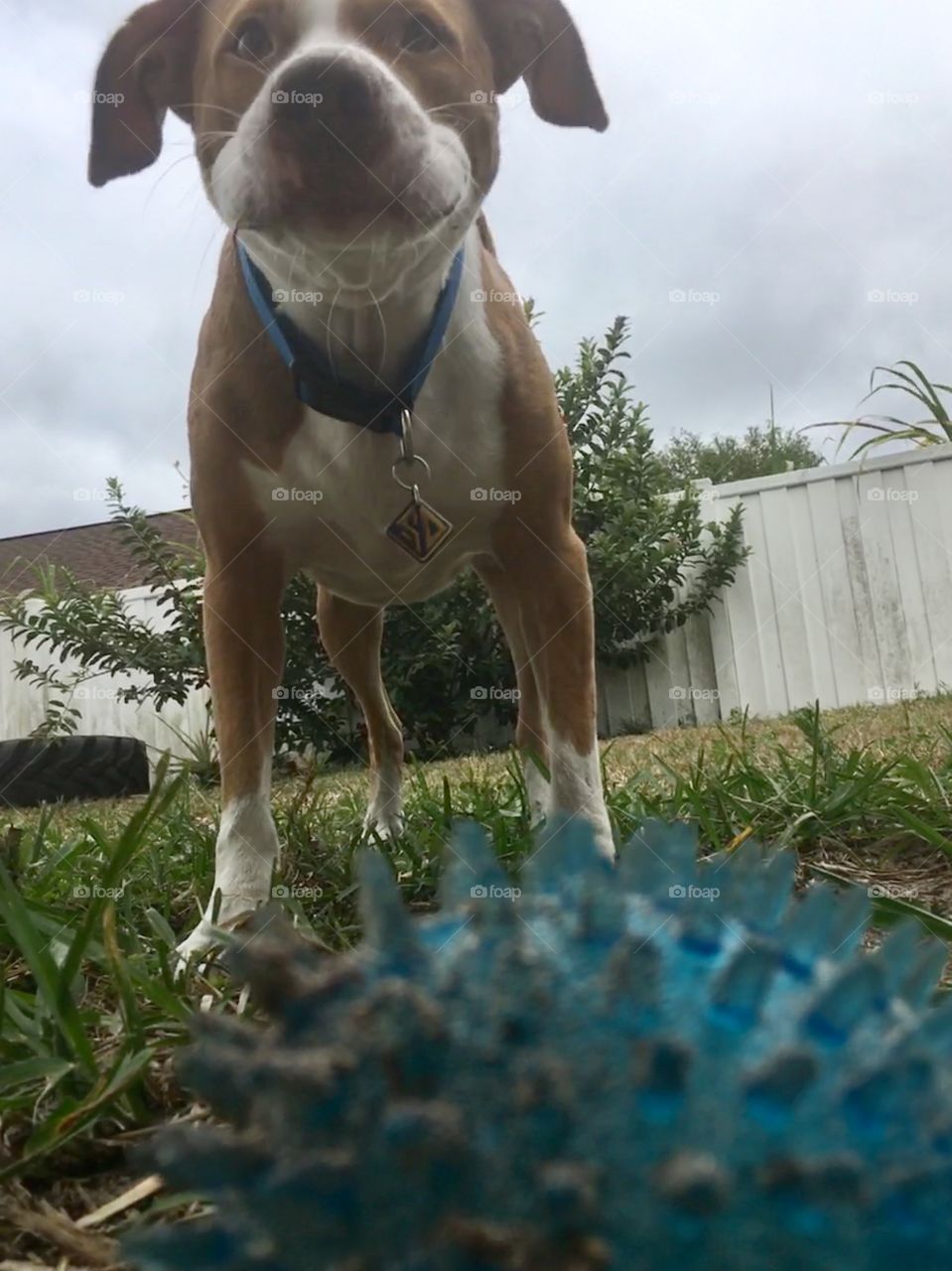 Rescue pitbull all dirty from playing ball with mouth actually closed