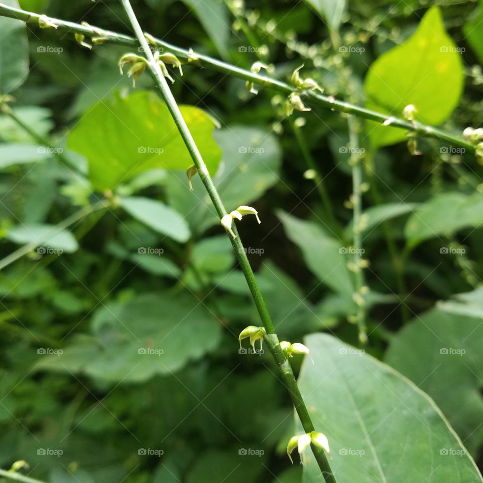 Macro Plant Stems, Case Mountain, CT