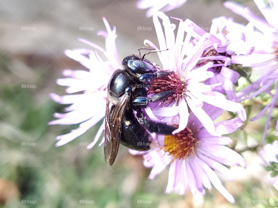 Black bee pollinating a purple flower