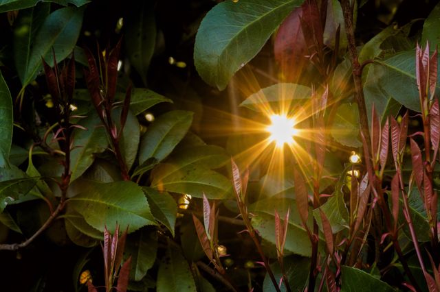 Leaves in backlight, sunlight through a photinia plant