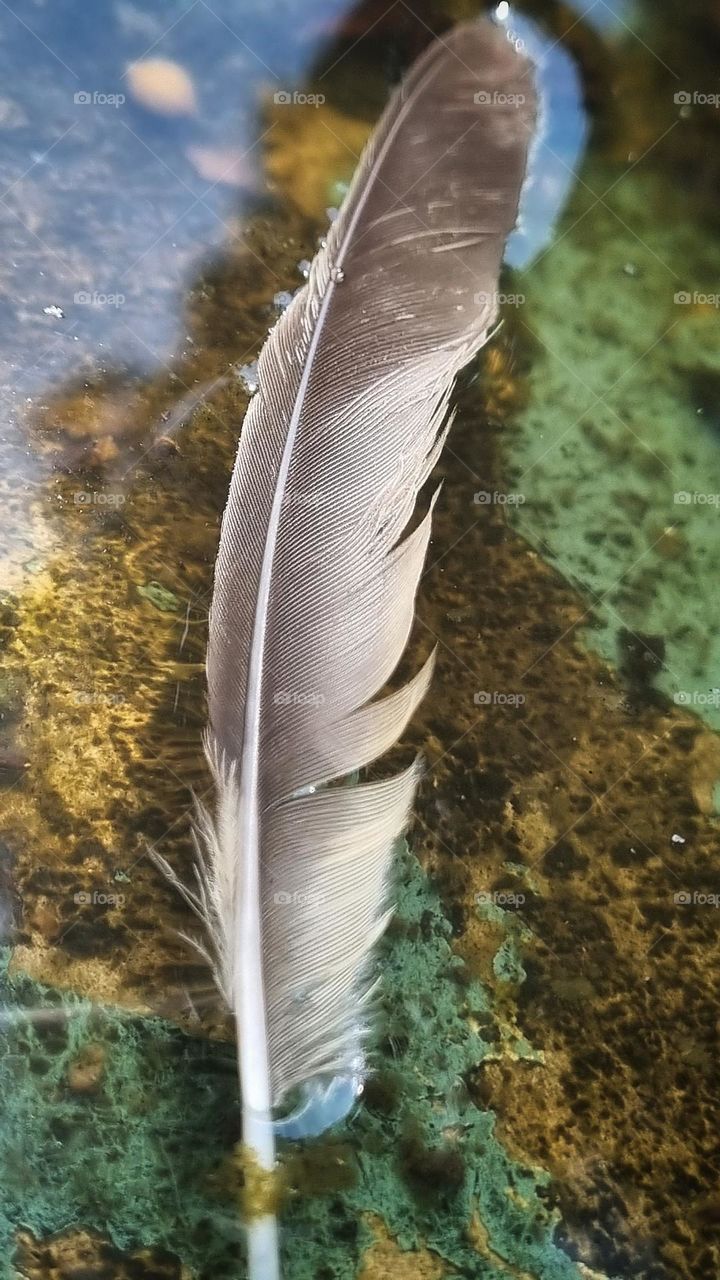 feather calming drifting in water.