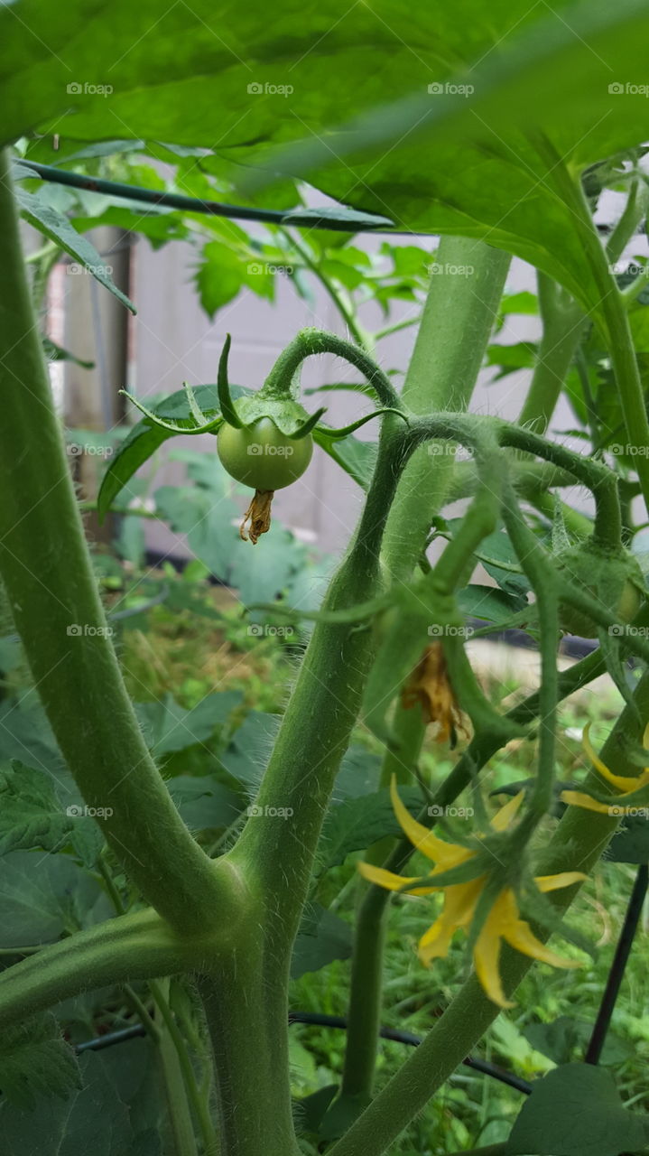 young green tomato