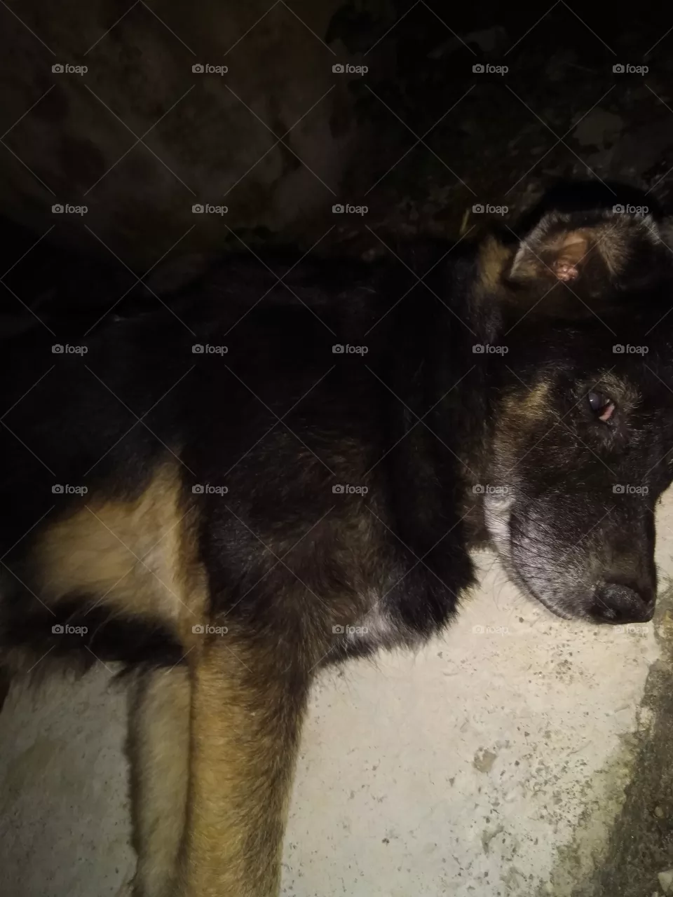 dog