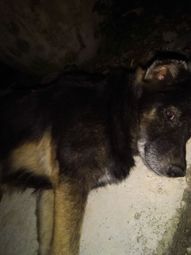 dog