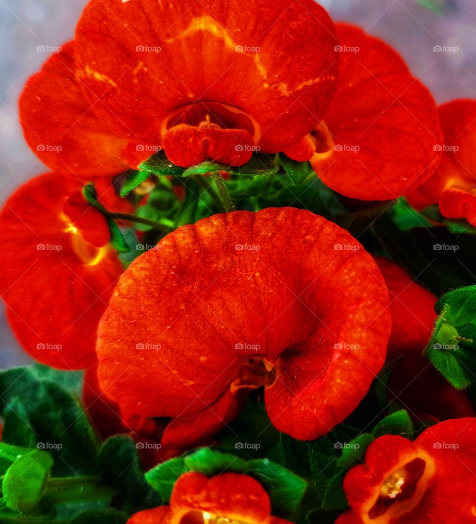 Red flower,red,flower,Green,floral,leaf,leaves,plant,blossom,blooming,gardening,garden,botany,colorful,landscape,nature,spring,summer