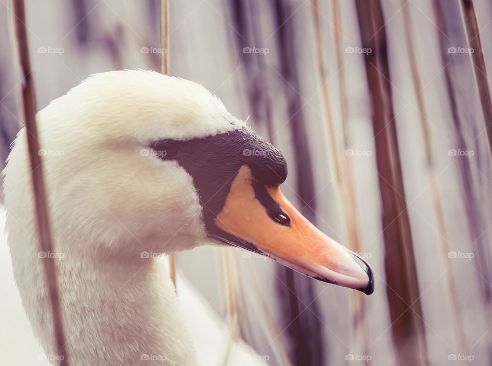 Bird, Nature, Wildlife, Animal, No Person