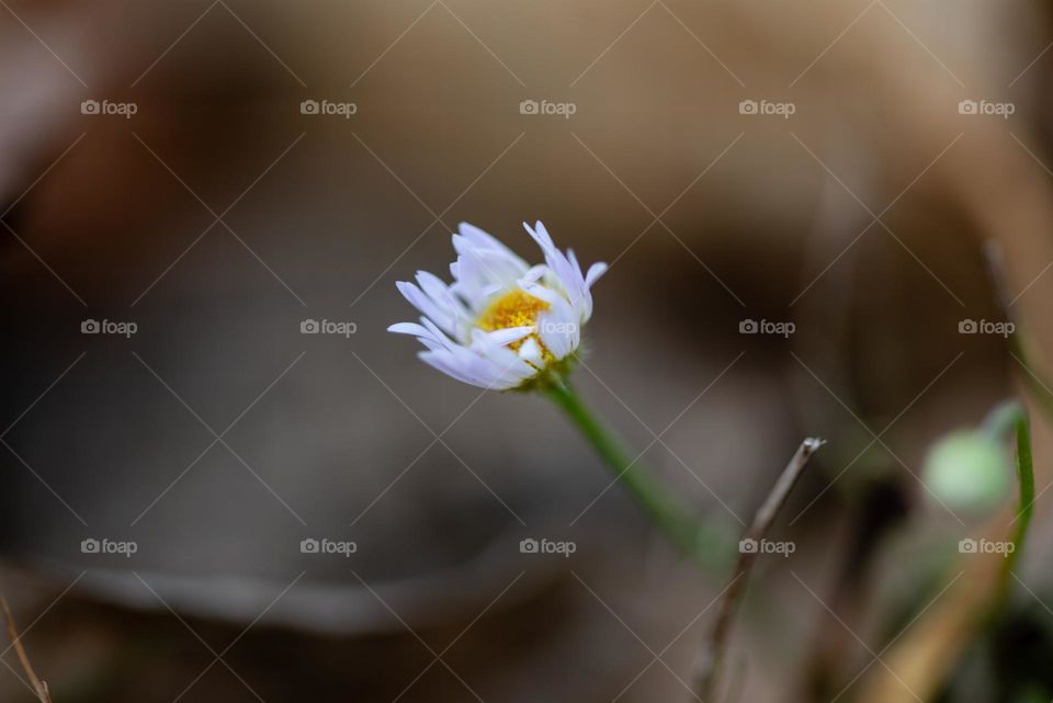 Plants has always been one of my favorite subjects. They are just beautiful all through out! 