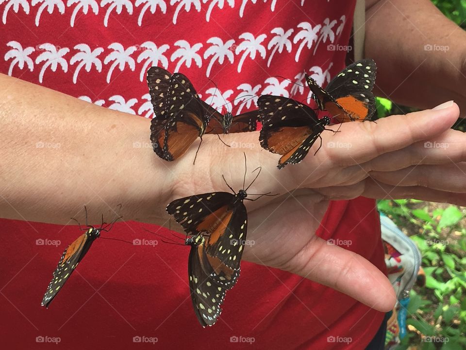 Butterflies on hand